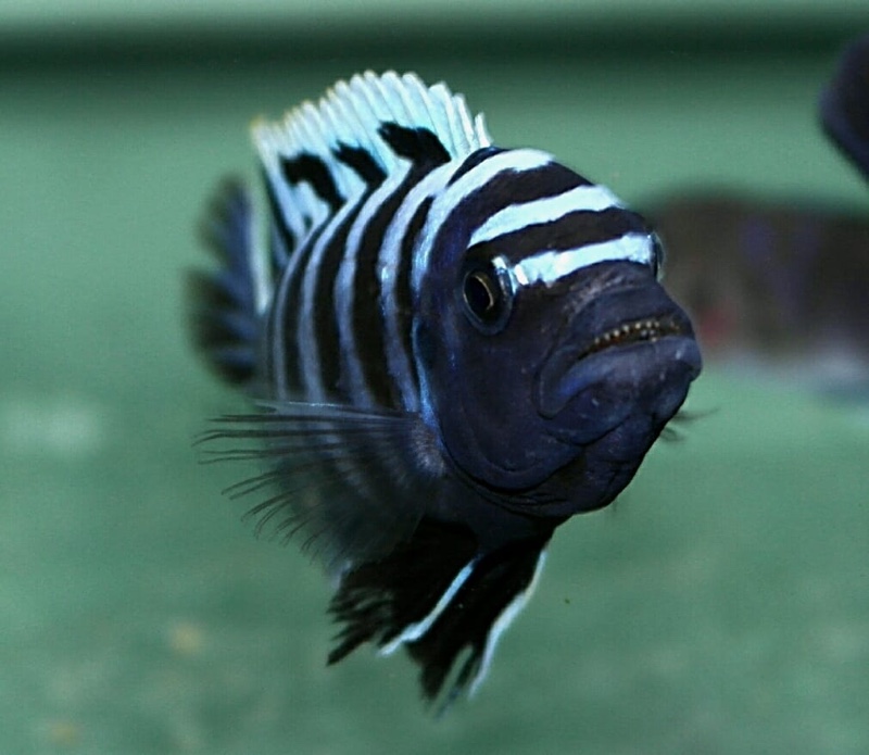 Cynotilapia zebroides 'Puulu Island'
